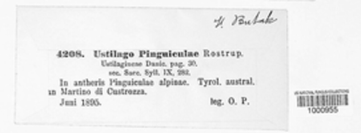 Microbotryum pinguiculae image